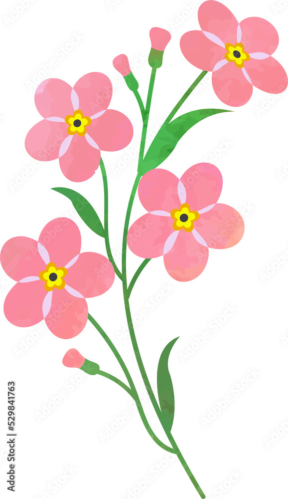 Water color texture botanic garden plant pink forget me not flower