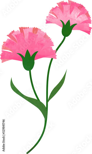 Water color texture botanic garden plant flower pink carnation