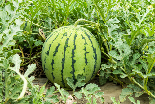 Close-up of watermelons growing in farmland in Yunlin, Taiwan.