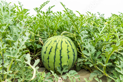 Close-up of watermelons growing in farmland in Yunlin, Taiwan.