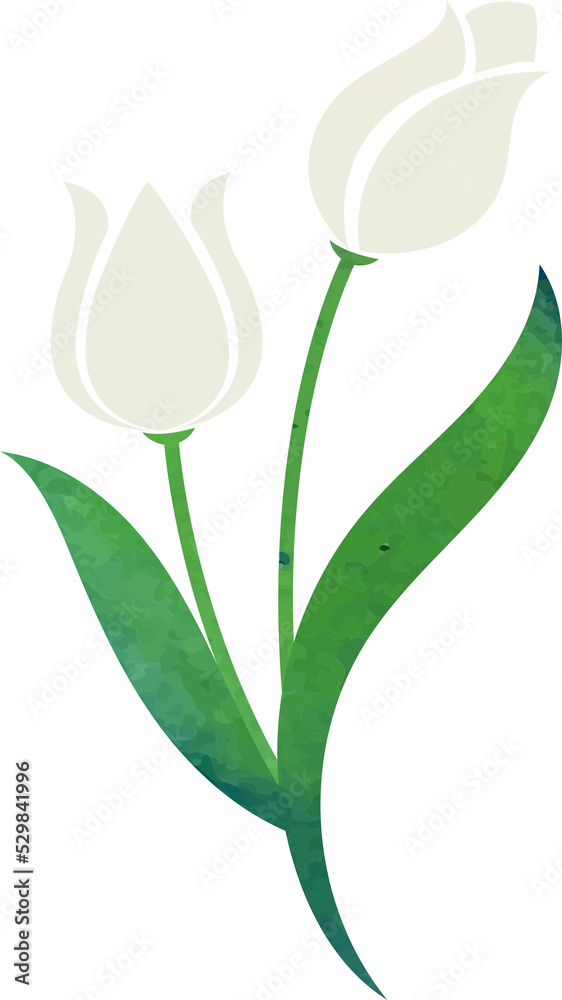 Obraz premium Water color texture botanic garden plant flower white tulip