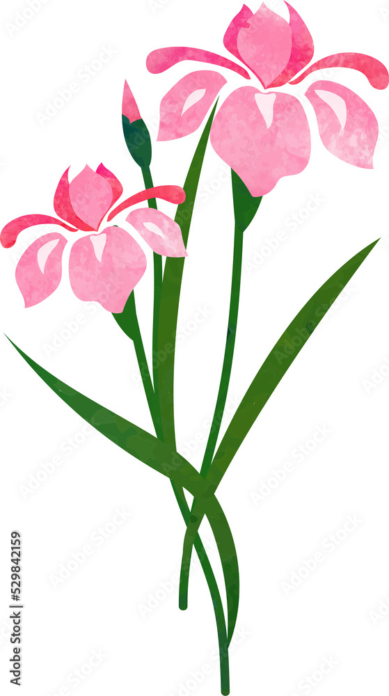 Fototapeta premium Water color texture botanic garden plant flower pink iris