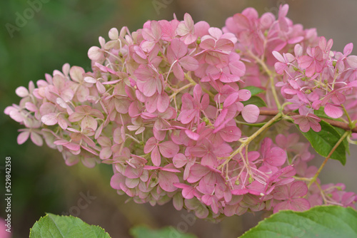 Macro photo from hortensia pink flowers outside in the garden