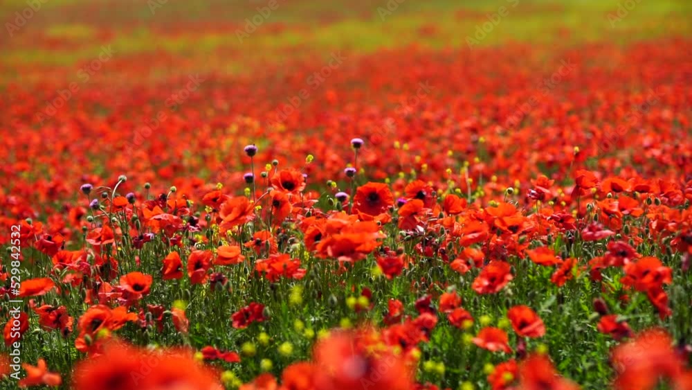 Slow motion. Field of wild poppies, beautiful summer rural landscape. Fresh green meadow with bright red flowers, sunny day. Slow motion. Field of wild poppies, beautiful summer rural landscape. Fresh green meadow with bright red flowers, sunny day.