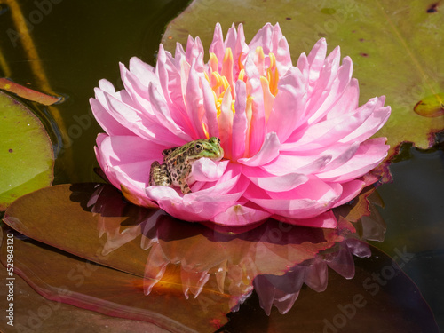 grenouille sur un nénuphar au jardin des eaux à Carsac en Dordogne en France photo