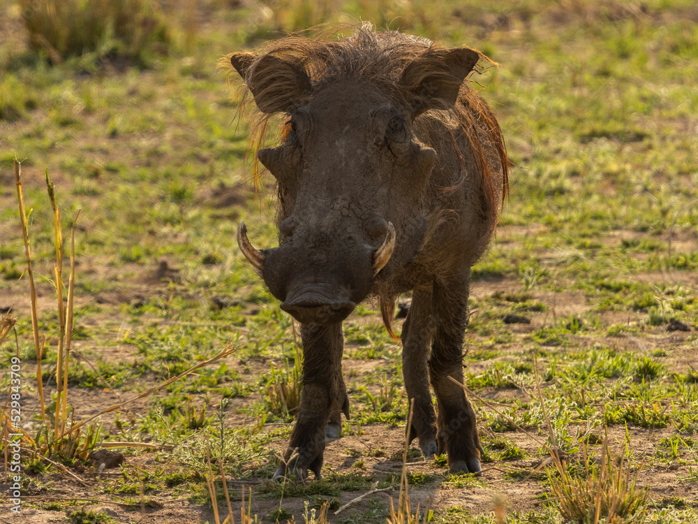 Fototapeta premium Ein Warzenschwein in der Frontale
