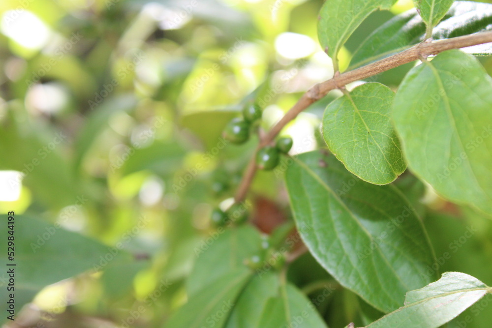 green leaves on a tree