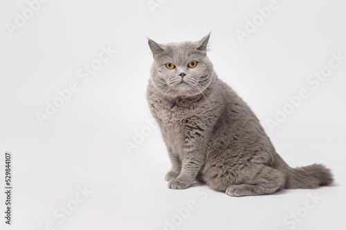 Portrait of A Scottish fold lovely cats on white studio background © tonefotografia