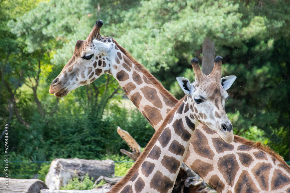 Obraz premium Giraffe