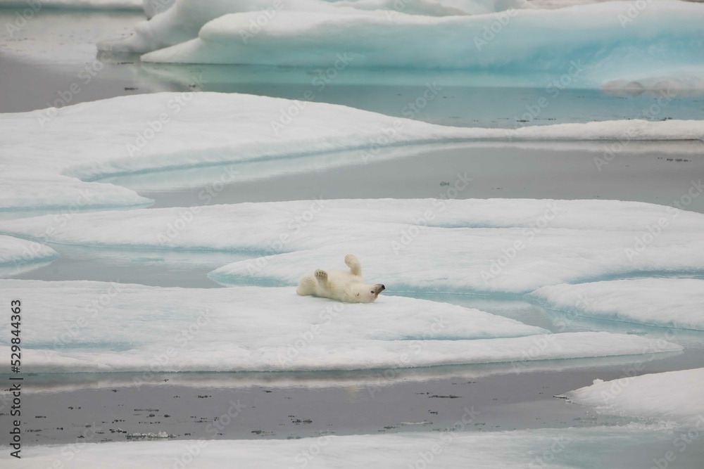 Naklejka premium Polar bear cub resting on ice