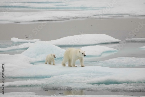 Polar bear mom and cub on ice
