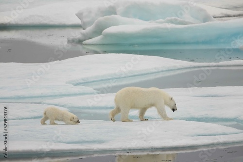 Polar bear mom and cub walking
