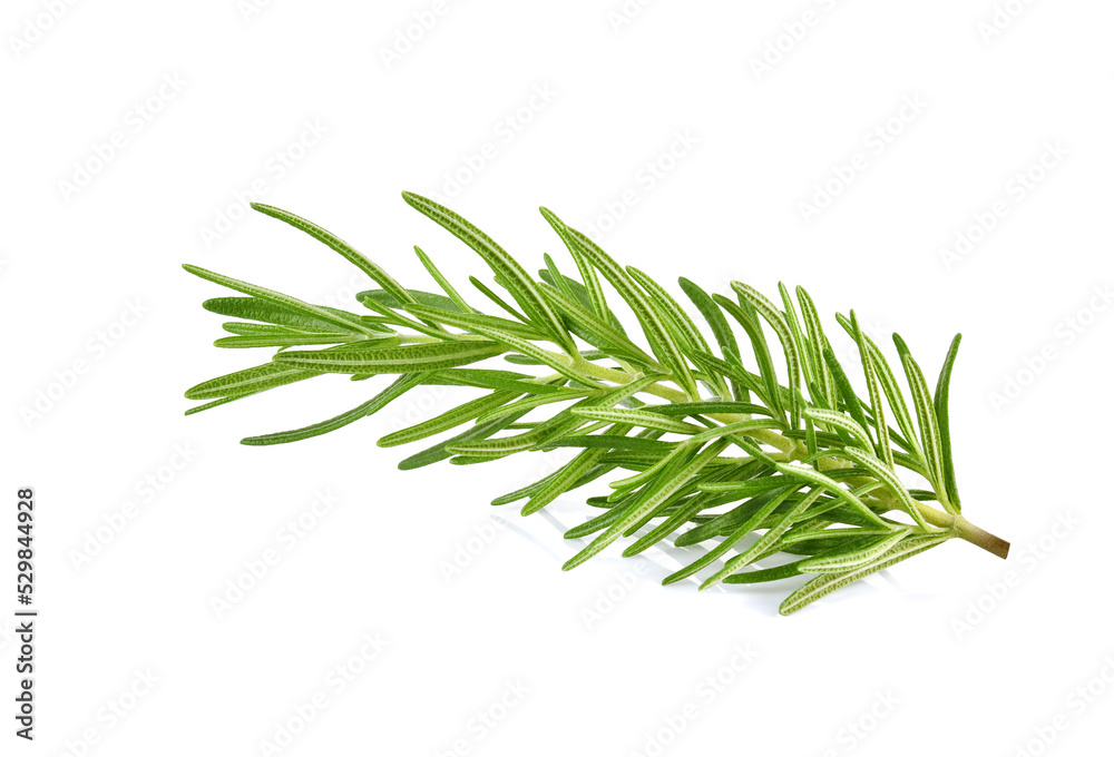 Fototapeta premium Rosemary isolated on white background