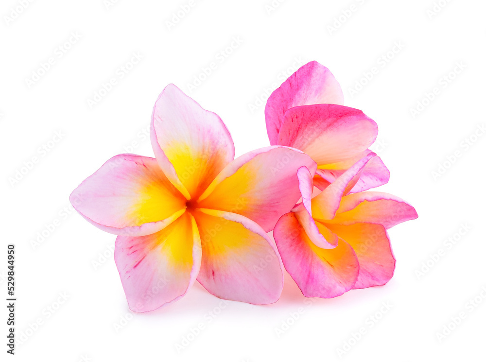 frangipani flower isolated on white