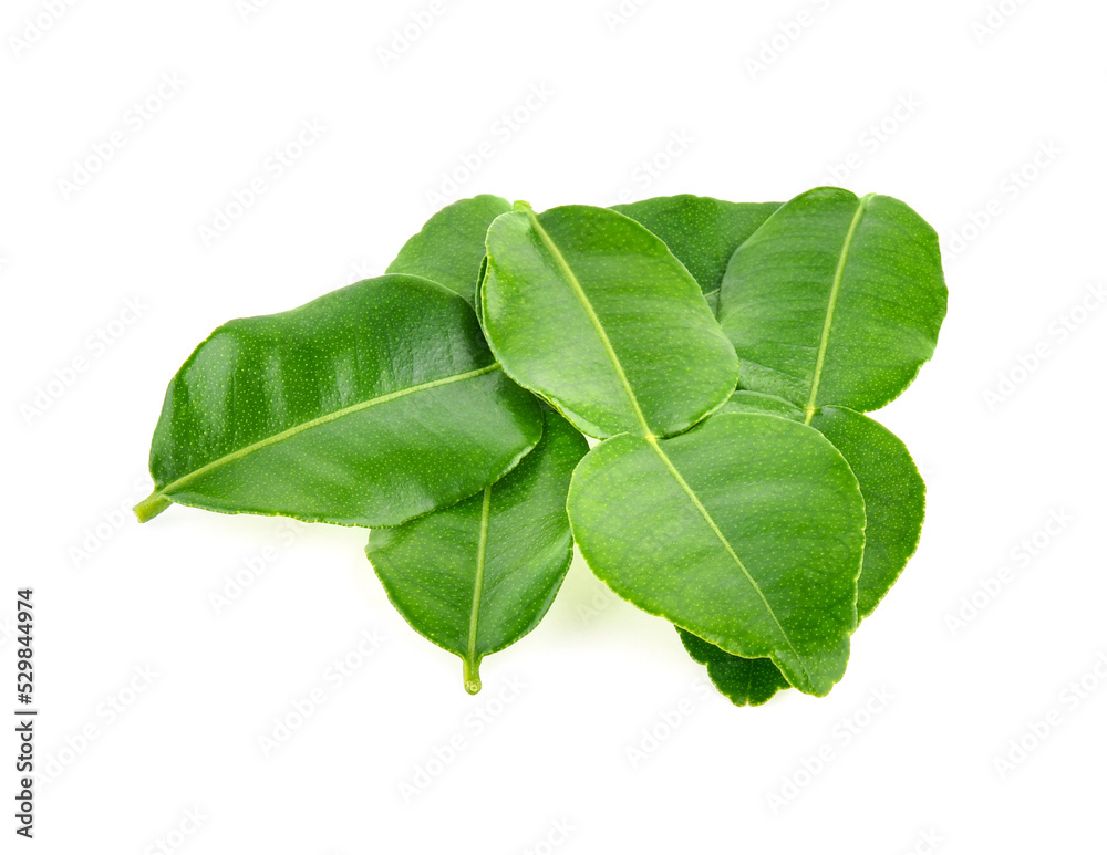 Fototapeta premium Kaffir lime leaf isolated on white background
