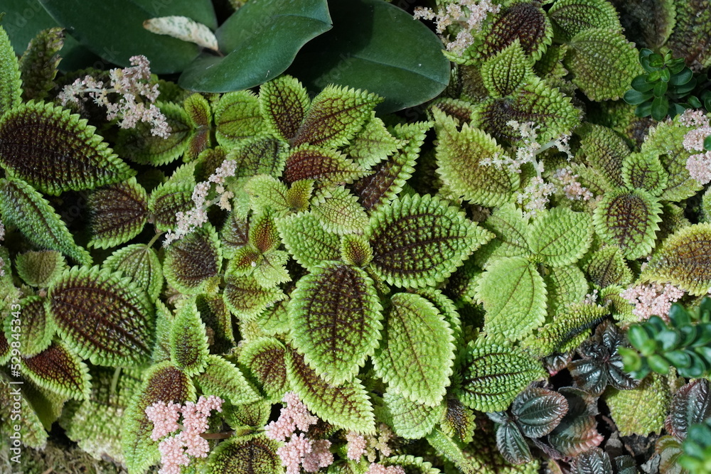 close up of a Pilea involucrata 'Moon Valley' close up of a Pilea involucrata 'Moon Valley'