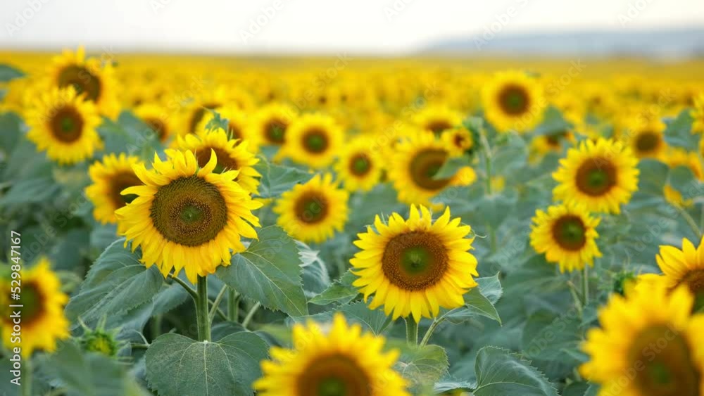 Blooming sunflowers on evening field. Blossoming plantation of sunflowers showing seeds at back sunset, closeup Blooming sunflowers on evening field. Blossoming plantation of sunflowers showing seeds at back sunset, closeup