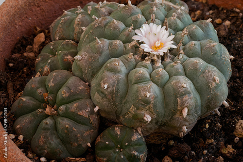 False peyote (Lophophora diffusa): non psychoactive plant, endemic to Mexico.