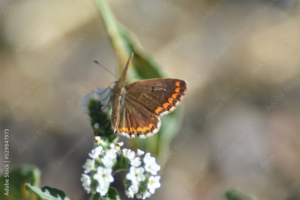 Obraz premium Mariposa morena sobre flor (aricia cramera) con fondo difuminado