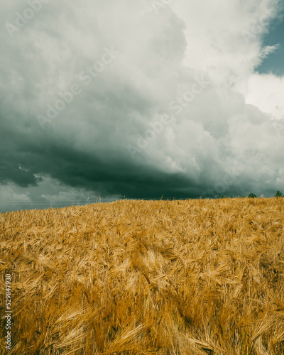 Thunderclouds behind a windy field