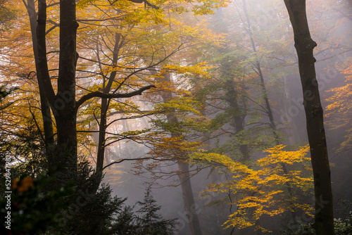 Autumn la Grevolosa forest, Osona, Barcelona, Spain