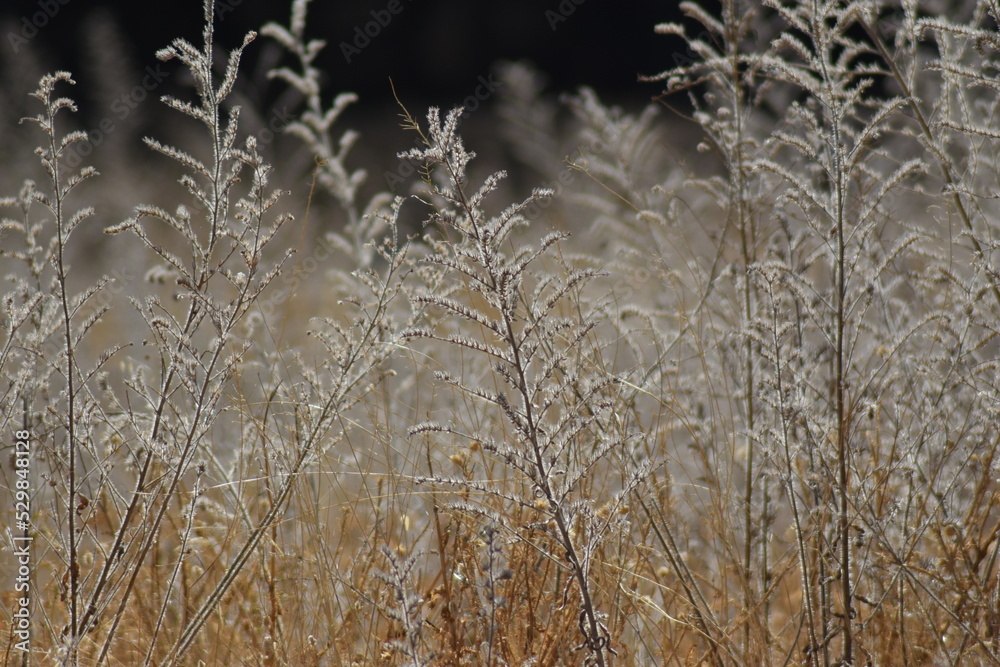Fototapeta premium Paisaje campestre