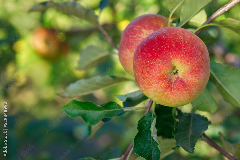 red apples on branch in garden ready to harvest red apples on branch in garden ready to harvest