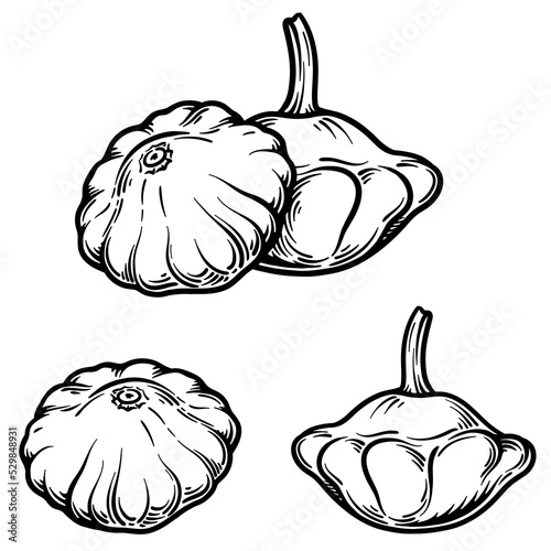 Vector illustration of a patisson. Pattypan squash isolated on white background.