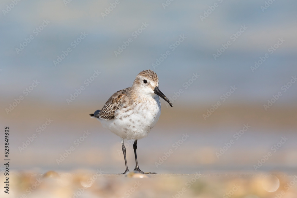 Waders or shorebirds, dunlin at the beach. Waders or shorebirds, dunlin at the beach.