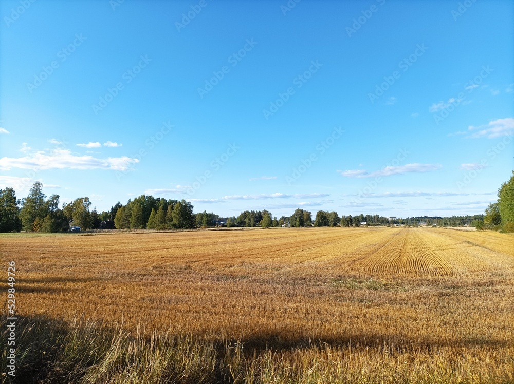 Finland autumn field, with sky, and forest landscape