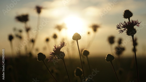 plants in summer nature