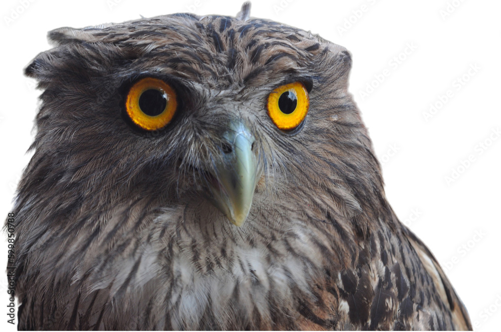 Obraz premium Brown fish owl isolated on a transparent background, a headshot of brown fish owl, Owl with large piercing yellow eyes in a macro portrait. transparent