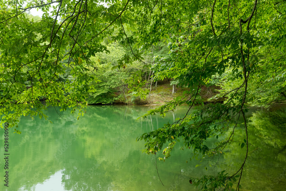 Very green cove on Smith Mountain Lake, Virginia.