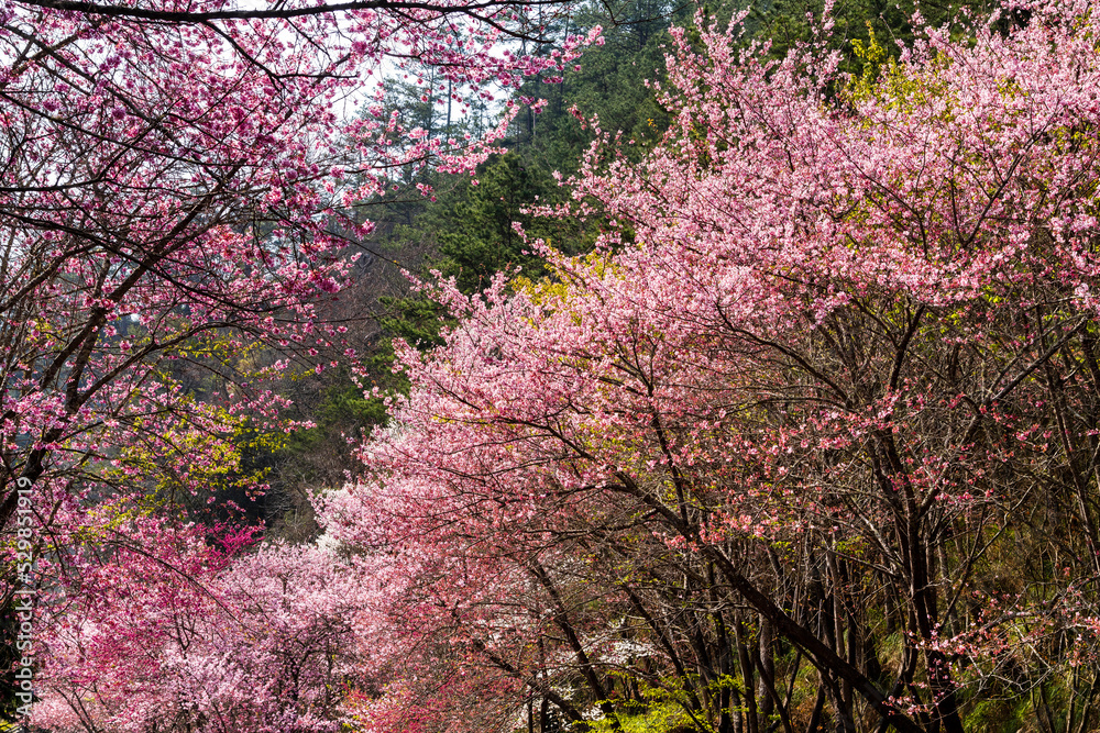Naklejka premium Landscape view of pink cherry blossoms at the sakura gardens of Wuling Farm in Taichung, Taiwan.