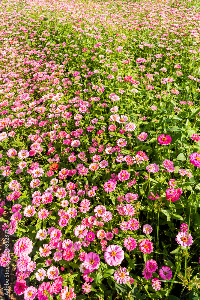 A large area of Cosmos bipinnatus flowers as a background