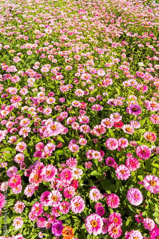 A large area of Cosmos bipinnatus flowers as a background