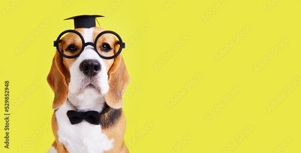 A beagle dog with glasses, a bow tie and a graduate hat on a yellow isolated background. The concept of education. Banner