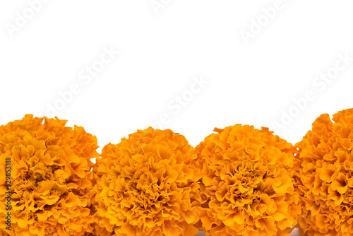 cempasuchil flowers isolated on white background for day of the dead mexican celebration photo