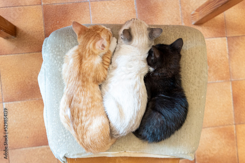 Tre gattini di tre colori diversi dormono lunghi uno accanto all'altro photo