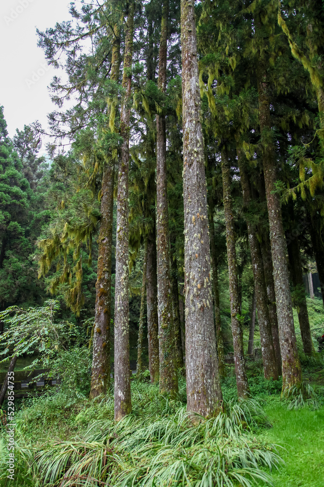 Old Big tree at Alishan national park area in Taiwan. Old Big tree at Alishan national park area in Taiwan.