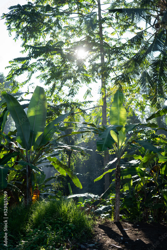 plant wall
Bali indonesia plant wall
Bali indonesia
