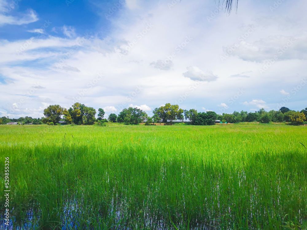 Fototapeta premium Green meadow with beautiful sky for background wallpaper