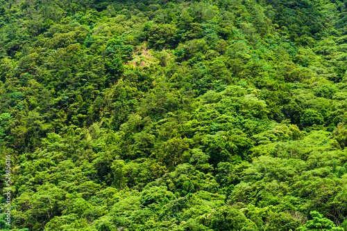 The beautiful green forest as a background