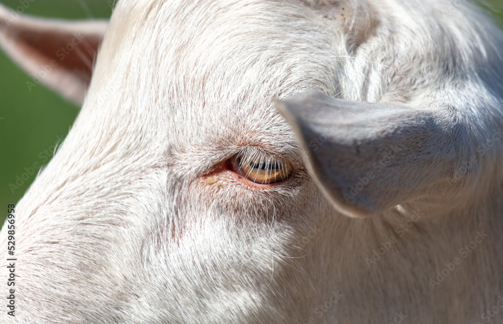 Portrait of a goat on a farm. Portrait of a goat on a farm.