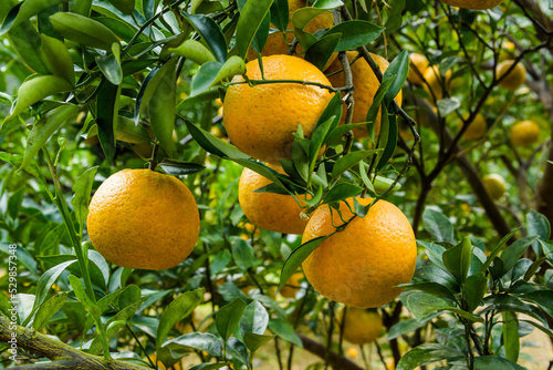 Many orange fruits are in the orchard of Taichung, Taiwan.
