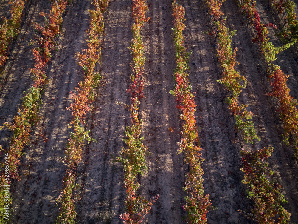 Vineyards with saturated colors in autumn Vineyards with saturated colors in autumn