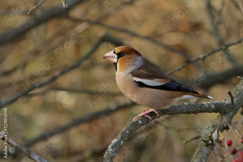 robin on branch