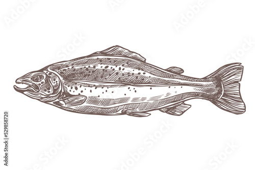 Salmon sketch vector - hand drawn sea and ocean or river fish isolated on white. Doodle trout in vintage engraving style for seafood store or restaurant menu. Edible water animal