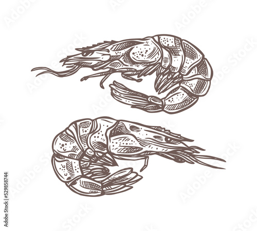 Shrimp sketch vector illustration - hand drawn sea and ocean animal for store or restaurant menu. Doodle prawn - delicious fresh marine organic food engraving objects