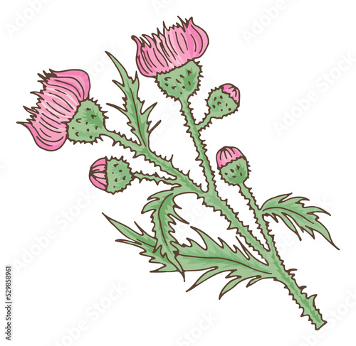 Wild pink flower. Leuzea plant. Maral root herb photo